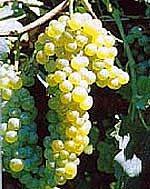 montonico bianco